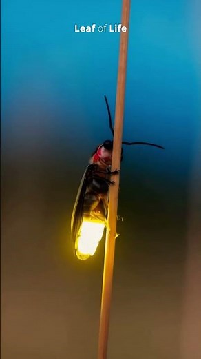 How long has it been since you've seen a firefly? #fireflies #insects #facts #wildlife