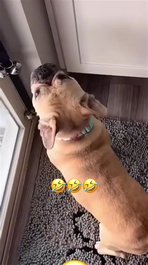 Funny Pets Voice-over Comedy for Animal Lovers