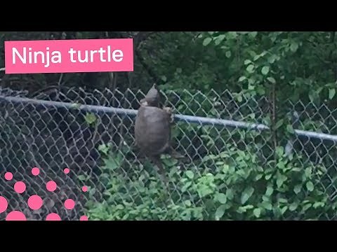 Snapping turtle climbs and flips over fence