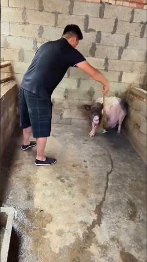 The Process of Catching Suckling Piglets | 🇺🇸🇬🇧🇨🇦 #farming #piglets #shorts