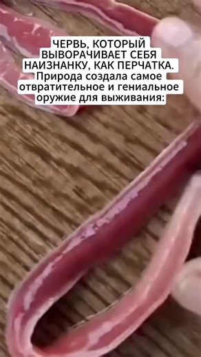 МАРК | ДЕЛАЮ ПО 10 МЛН ОХВАТА В МЕСЯЦ🚀 on Instagram: "Глитч в матрице, к которому вы не были готовы 😱🪱 Вы когда-нибудь видели природную версию Человека-паука? Познакомьтесь с Ленточным червём (Ribbon Worm). Это не компьютерная графика и не пришелец — это реальный обитатель морских глубин с одним из самых тревожных защитных механизмов на планете. Когда эти существа чувствуют угрозу, они выворачивают наружу особый орган — хоботок. Со стороны это выглядит как фрактальная белая паутина или сеть к