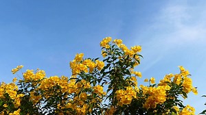 1.7K views · 17 reactions | Does consuming local honey actually help ease the sneeze?  Our Integrative Medicine specialists break down the truth behind what’s causing your seasonal allergies. | Novant Health | Facebook