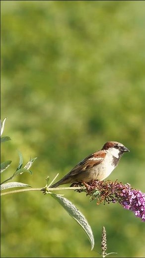 🐦 Sparrow Song That Soothes the Soul 🌿