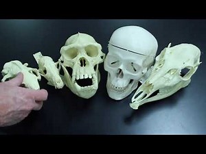 Systematics Data Collection