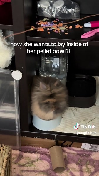 Bunny's Adorable Pellet Bowl Behavior