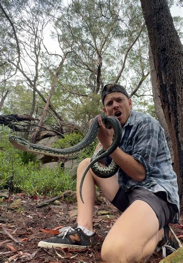 Removing a Diamond Python from a neighbourhood hedge and releasing him back into the bush where he belongs. #diamondpythons #diamondpython #morelia #moreliaspilota #moriaspilotaspilota #morelia #python