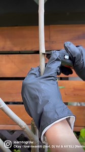 32K views · 1.1K reactions | Air layeringI’ve been using propagation...