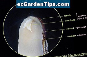 Les étapes de la germination des graines de haricot 🌱 Conseils Jardiniers - Fr.ezGardenTips.com