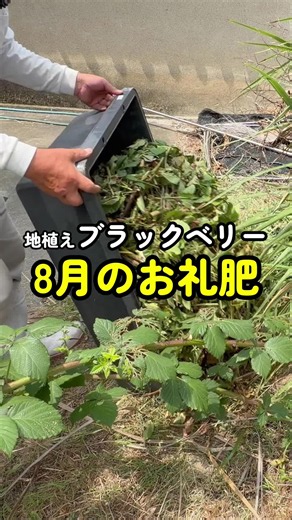 地植えブラックベリーの8月のお礼肥 | キットヨイガーデン