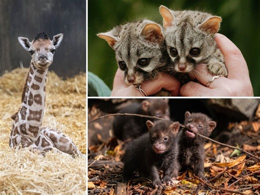 Adorable arrivals: 29 pictures of baby animals that stole the show at our zoos this year