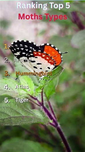 Top 5 Most Stunning Moths in Nature #animals #animallife #wildlife #moths #didyouknow #animalfacts