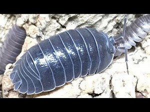 Armadillidium cf. pallasii ‘Croatian Giant’ Isopod Care Guide