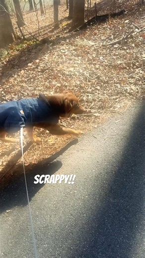 Lil Scrappy “Da Australian Shepherd” #dogshorts #puppy #australianshepherd #gothpuppies #doggielife