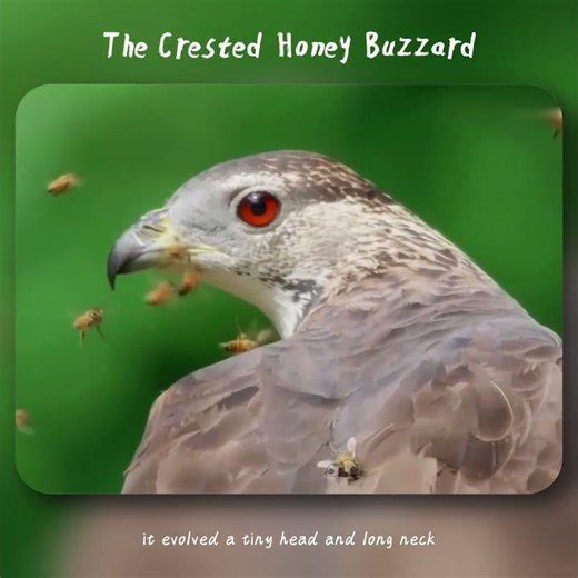 Giant Hornets Are Just Breakfast! The Crested Honey Buzzard — The Bird with "Bio-Armor"