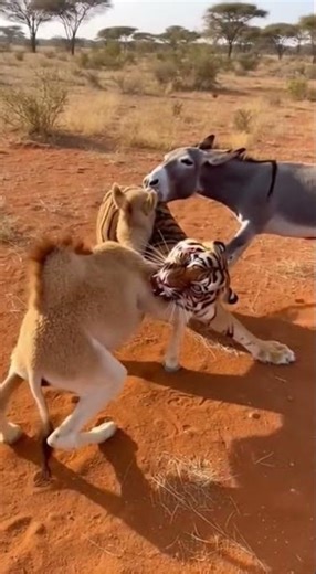 Tiger’s Wild Ride: Camel & Donkey Hold On for Dear Life!