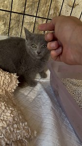 Et un chaton de plus attraper aujourd’hui 😻 il en reste encore deux à récupérer ! #chat #chaton #catlover #sociabilisationchat | Mr.Lucky le chat