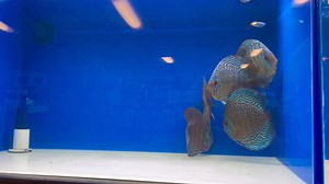 Premium 6-6.5” Indiana Tigers 🐯 Special pricing on web site! Goldenstatediscus.com Or Text/call Lynda @ 916-257-5334 | Golden State Discus