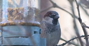 Sparrow at bird feeder rolling seeds in beak and tongue eating close up nature garden
