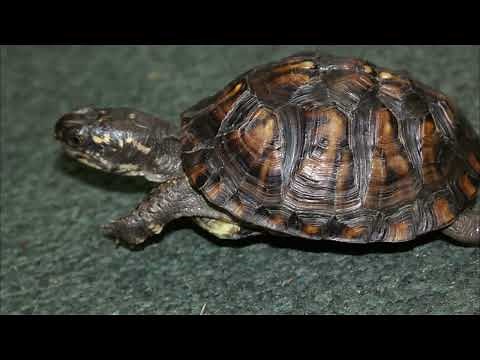 Meet Michigan's Turtles