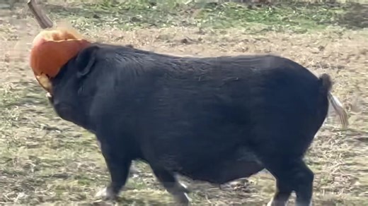 53K views · 1.6K reactions | Hamlet always chooses the biggest piece of pumpkin that he can get in his mouth and then carries it over to a far corner to eat without sharing. This morning, he got such a big piece that he could not see around it but, heaven forbid, he put it down before he was safely away from the other pigs. Of course, he could not see the other pigs so this created quite the conundrum. 浪浪 | Frog Song Farm Sanctuary | Facebook