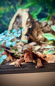Imagine if this turtle was the size of a wolf! 😳 #babyturtle #otistheturtle #babytortoise #reptilekeeper #cutepets #reptilelover #tortoise #tort #turtle #turtles #petreptile #petturtle #pettortoise #gardenstatetortoise #animalsanctuary | Garden State Tortoise