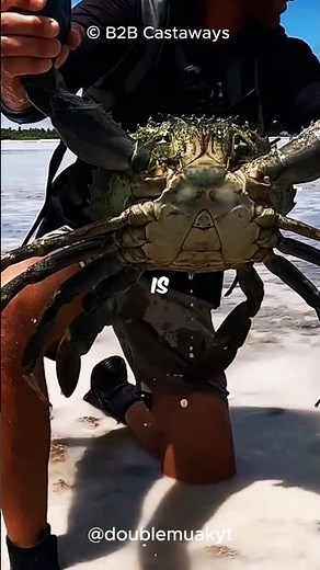 Three Largest Crabs in the World 🦀🤯