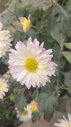 good night sweet dreams 😙🙏❤️💚💚💚🙏💕💕🙏 #song #love #reel2026#lovesong # reel YouTube #