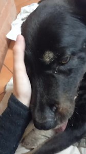 1.3K views · 181 reactions | E anche oggi Ci siamo...continuiamo ad...