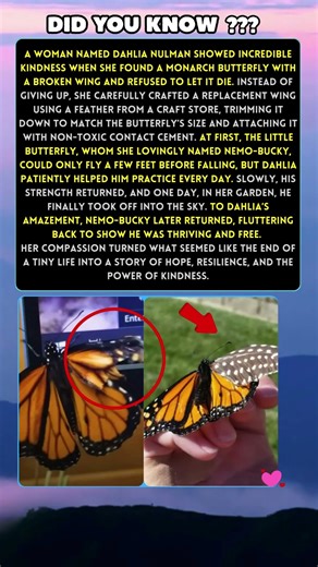 Woman Saves Butterfly’s Life by Repairing Its Broken Wing with a Feather