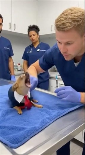 The Drama King of the Clinic! 🎭🐕