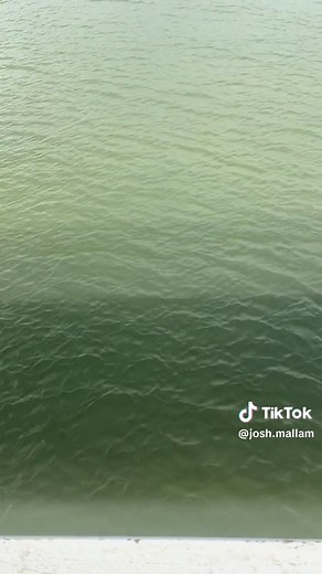 If only all fish were this easy to catch 😉 #bream #tasmania #howto #fishing #fish #howtofish #blowthisup #trending #fyp #fypシ゚viral #bigfish #daiwa #breamfishing #australia #viral #easy