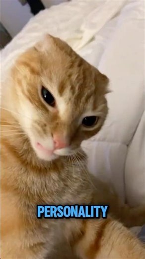 Your Cat’s Paw Shape Might Reveal Their Personality