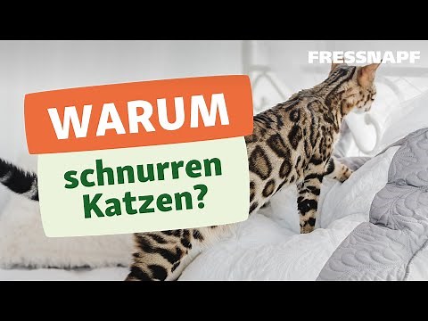 Warum schnurren Katzen?