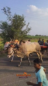 ತಳಕಟ್ನಾಳ ಎತ್ತು & ಹೋರಿ ✨🚩💥#likeforlikes #bullfarm #bull #vews #subscribe #youtubeshorts #viralshort