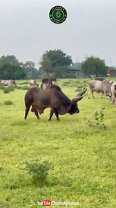 Meet one of the largest bulls in the world, a magnificent specimen that showcases the incredible qualities of livestock breeding. Standing at a towering height and weighing over a ton, this bull exemplifies strength and muscling, traits that are highly sought after in cattle husbandry. Known for his impressive lineage and genetic background, he plays a pivotal role in enhancing herd quality. Farmers and breeders flock to witness his sheer size and power in action. His presence not only highlight