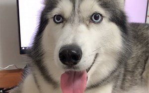 论一只哈士奇的心机