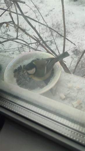 Синицы крупным планом