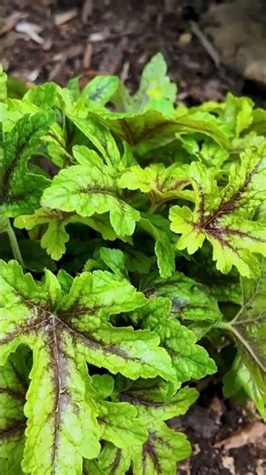 If you love plants that change with the seasons, Alabama Sunrise Heucherella is one to watch! 👀
