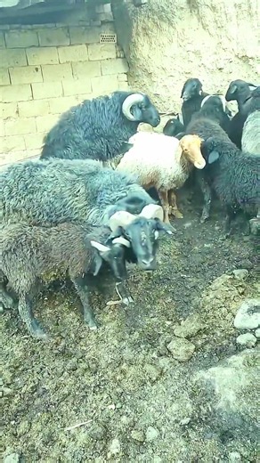 🐏 Брачный сезон овец | Главный баран привлёк внимание всего стада 🔥#баран #овцы #животные #брачныйсе