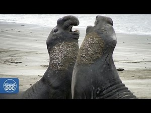 Patagonia - Documental Completo