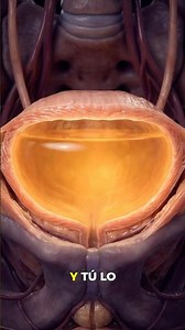 ⚠️ This happens inside your body when you hold in the urge to urinate