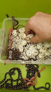 More hatchling corn snakes (Pantherophis guttatus). | Reptile Garden