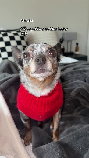 Meet the Chill Chihuahua Blue Heeler Mix