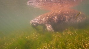 Download Undersea Wildlife Manatee in super slow motion 4K 120fps for free