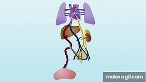"Fetal Circulation" on Make a GIF