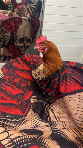 Getting ready for that kfc interview..