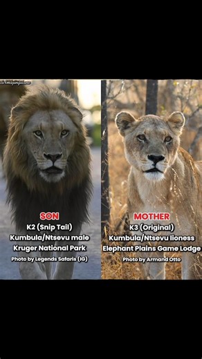 A son and mother from Kumbula/Ntsevu pride. #lion #majingilane #sabisands