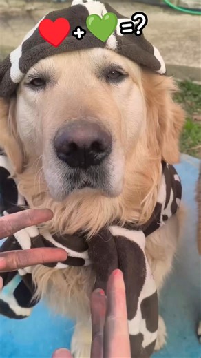 Red ♥️+ Green 💚=? Color mixing trend with my dog! #colormixing #goldenretreiver #colors #funny