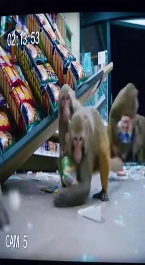 Monkey Chaos Explosion Inside a Store Caught on Camera
