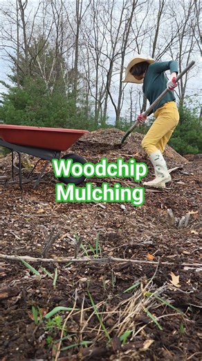Planted potatoes and mulched with woodchips